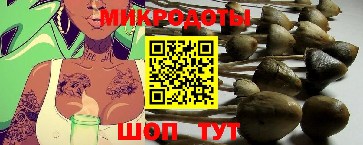 Псилоцибиновые грибы Psilocybine cubensis Заводоуковск